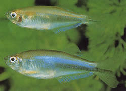 Coelurichthys microlepis