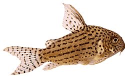 Corydoras haraldshultzi