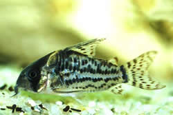 Corydoras schwartzi (Corydoras s pěti kapelami)