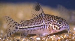 Corydoras trilineatus (Tři -pásmo Corydoras)