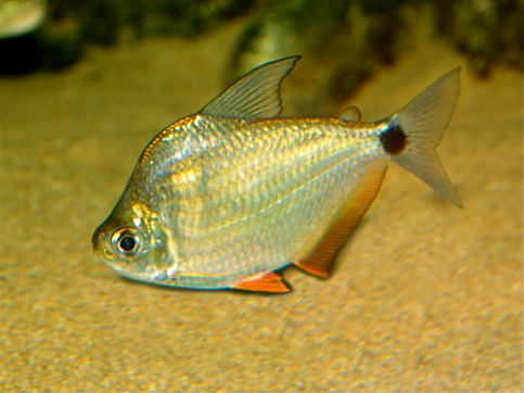 Ctenobrycon spilurus hauxwellianus Characin s vysokým zády