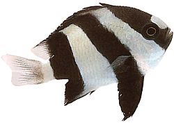 Dascyllus aruanus