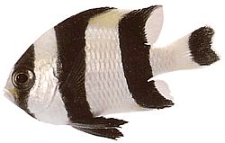 Dascyllus melanurus Black -cailed dáma