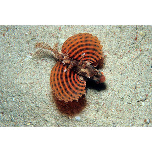 Dendrochirus brachypterus (Trpaslík)