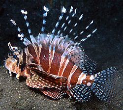 Dendrochirus zebra (Skóre trpaslíků)