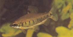 Distichodus decemmaculatus (Trpast distichodus)