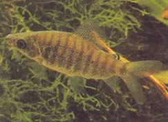 Distichodus fasciolatus (Šedý pruhovaný okres)