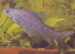 Distichodus notospilus (Shade Distichness)
