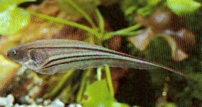 Eigenmannia virescens (Skleněné ryby)