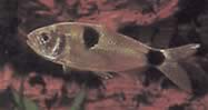 Exodon paradoxus (Tetra-Tiger se dvěma místy)