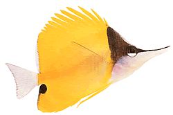 Forcipiger longirostris (Chelmon s dlouhým zobákem)