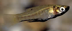 Girardinus metallicus Kovový girardinus