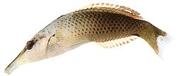 Gomphosus varius Labre-Oiseau