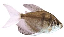 Gymnocorymbus ternetzi Vdova