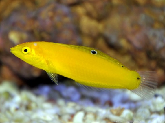 Halichoeres Chrysus (Žlutá / labre kanár)