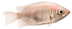 Helostoma temmincki Líbání - Gourami Humbership