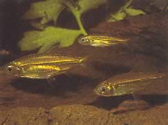 Hemigrammopetersius septentrionalis (Severoafrický Tetra-Néon)