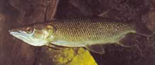 Hepsetus odoe African Characin-Bochet, Guinea losos