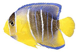 Holacanthus ciliaris Royal Angel