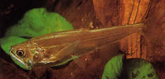 Hydrolycus scomberoides Tetra-Loup, Characin-Tigre