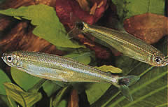 Iguanodectes spilurus (Tetra-olej)