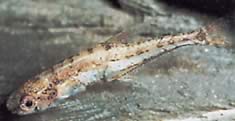 Klausewitzia ritae (Rita Trpast Tetrachet)
