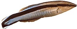 Labroides dimidiatus Běžný čistič