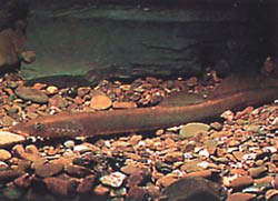 Lampetra fluviatilis (Fluviální lampa)