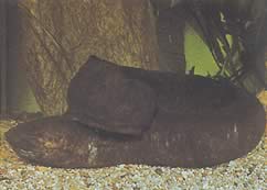 Lepidosiren paradoxa (Jižní Amerika Lepidosirène)