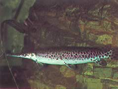 Lepisosteus platostomus