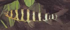 Leporinus fasciatus fasciatus Leporinus s černými pásy