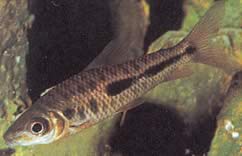 Leporinus moralesi Leporinus zralý