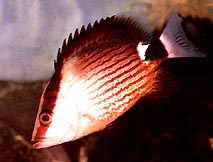 Lutjanus sanguineus Červená krevní plodina