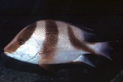 Lutjanus sebae Red Lutjan