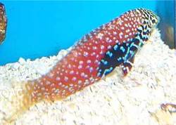 Macropharyngodon bipartitus (Vermikulovaná labre)