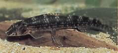 Melanocharacidium dispilomma (Melanocharacidium dipsilomma)