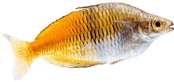 Melanotaenia boesemani (Boeseman Rainbow)