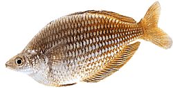 Melanotaenia fluviatilis (Australské duhové ryby)