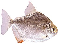 Metynnis hypsauchen (Métynnis s velkými hlavami)