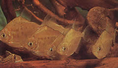 Metynnis lippincottianus Koumanou, dolarová ryba