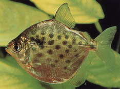 Metynnis maculatus
