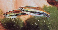 Mimagoniates lateralis (Tetra-glande s zamlženými stranami)