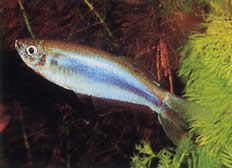 Mimagoniates microlepis (Malé měřítka tetra-Barberos)