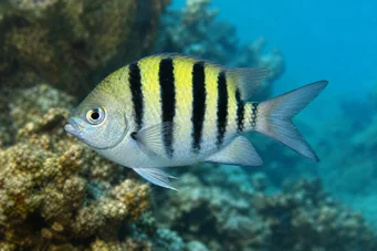 Abudefduf saxatilis Seržant-Major