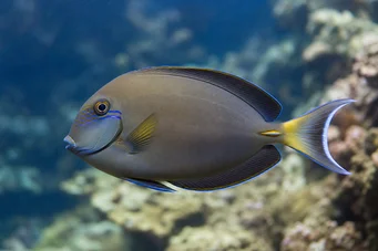 Acanthurus Fowleri Fowler Chirurg Fish