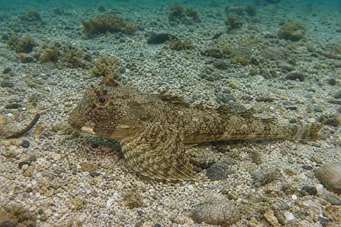 Agonus decagonus (Seas fretka)