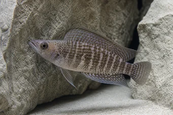 Altolamprologus compressiceps (Komprese altolamprologů)