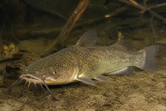 Ameiurus nebulosus (Ameiurus Nebulosus)
