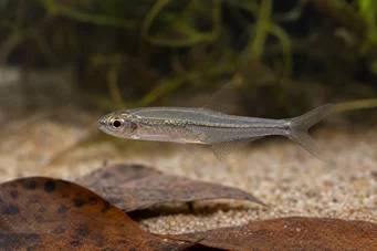 Ammocryptocharax minutus Characin-fleche minuta