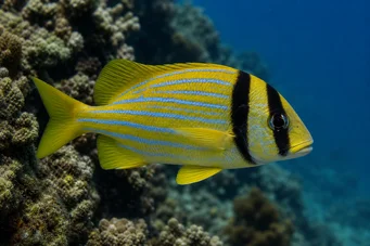 Anisotremus virginicus Vepřové